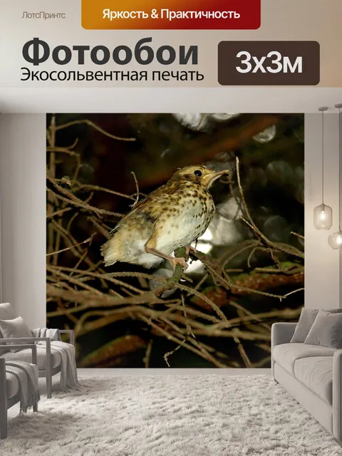 Фотообои Птицы