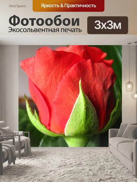 Фотообои Роза