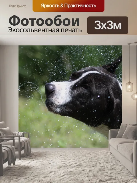 Фотообои Собака
