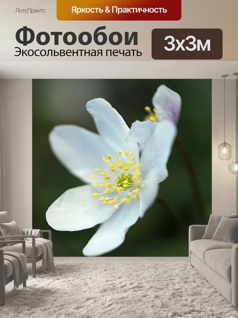 Фотообои Анемоны