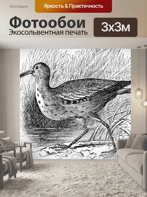 Фотообои Эскимосский кроншнеп