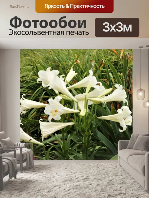 Фотообои Белые лилии крупным планом