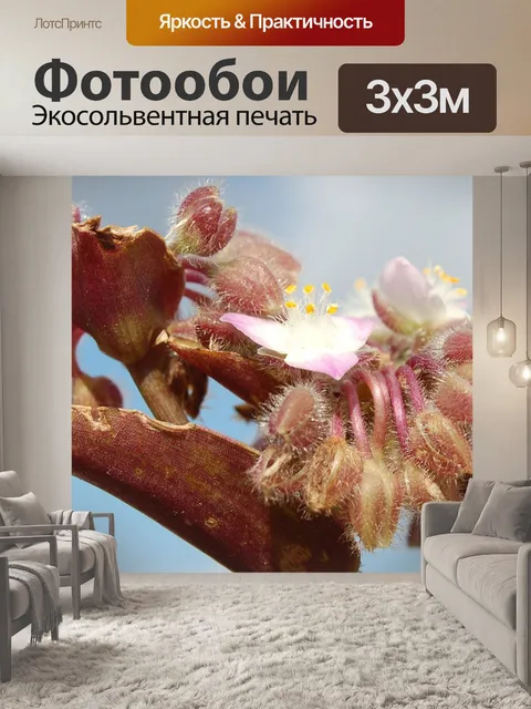 Фотообои Цветы