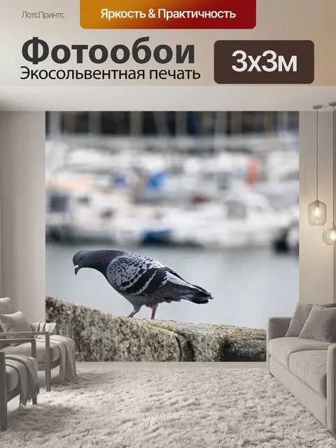 Фотообои Голубь в профиль