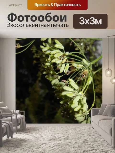 Фотообои Укроп
