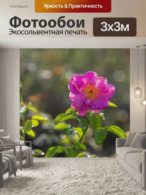 Фотообои Роза