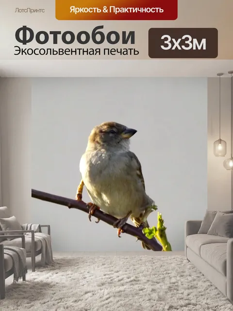 Фотообои Воробей