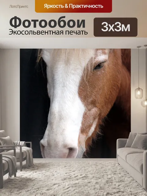 Фотообои Морда лошади