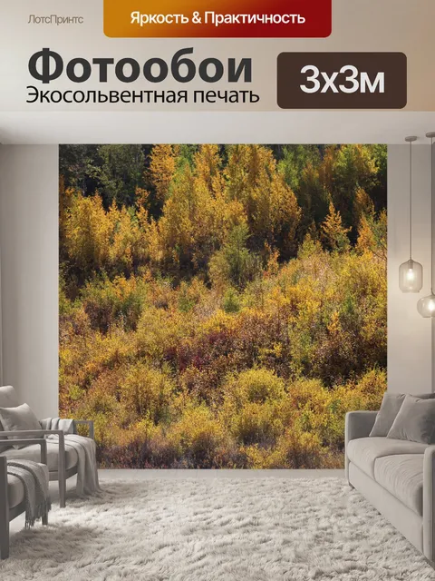 Фотообои Осенние краски в лесу