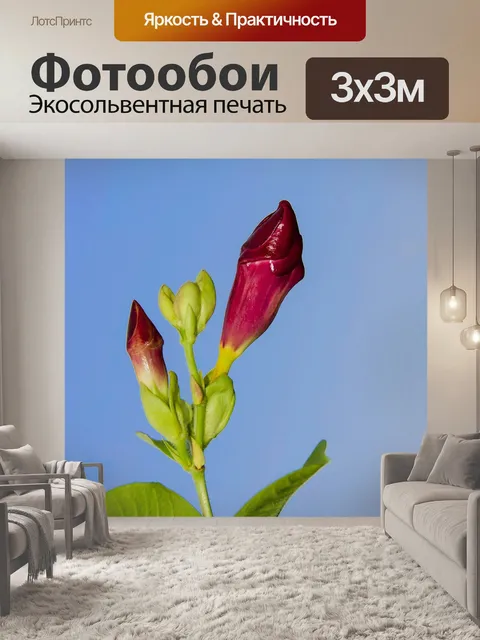 Фотообои Цветы
