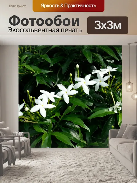 Фотообои Жасмин Звездные Белые цветы