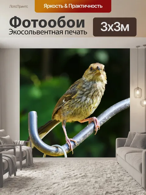 Фотообои Птица