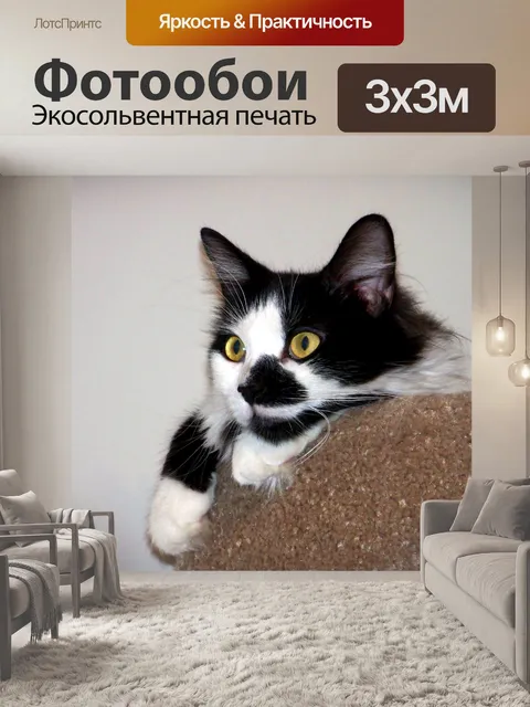 Фотообои Расслабляющая черно-белый кот