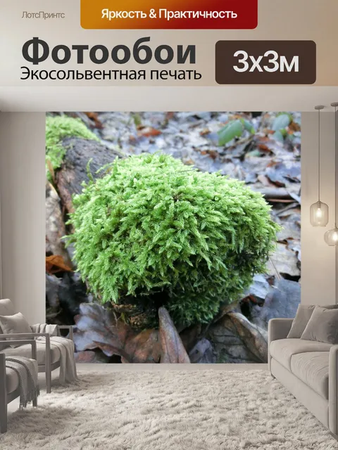 Фотообои Лес