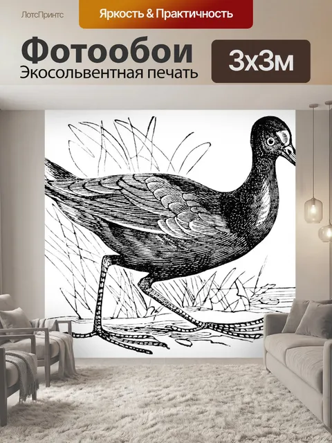 Фотообои Moorhen