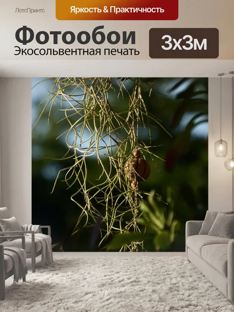Фотообои Тропические Растения для сада