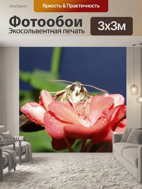 Фотообои Макро