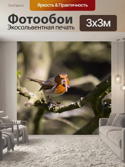 Фотообои Робин, Erithacus rubecula