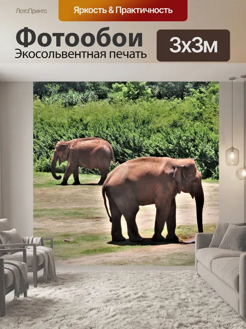 Фотообои Два азиатских слона в поле