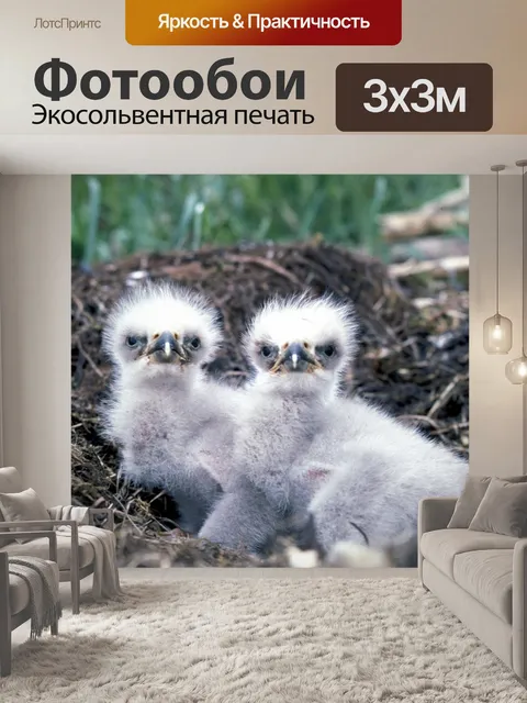 Фотообои Белоголовый орлан Chicks