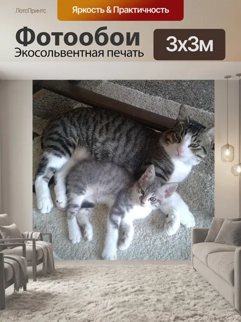 Фотообои Кошки