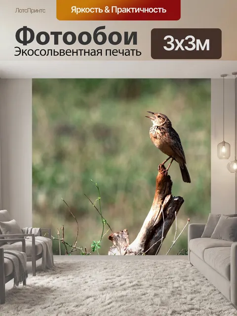 Фотообои Птица