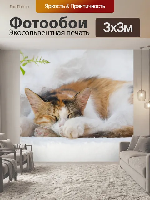 Фотообои Спящая кошка