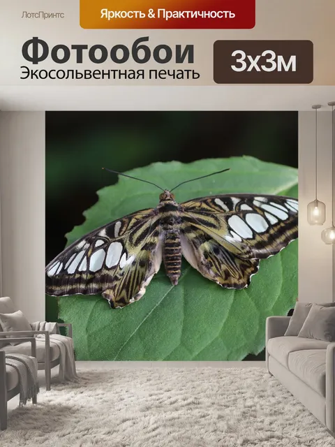 Фотообои Бабочка
