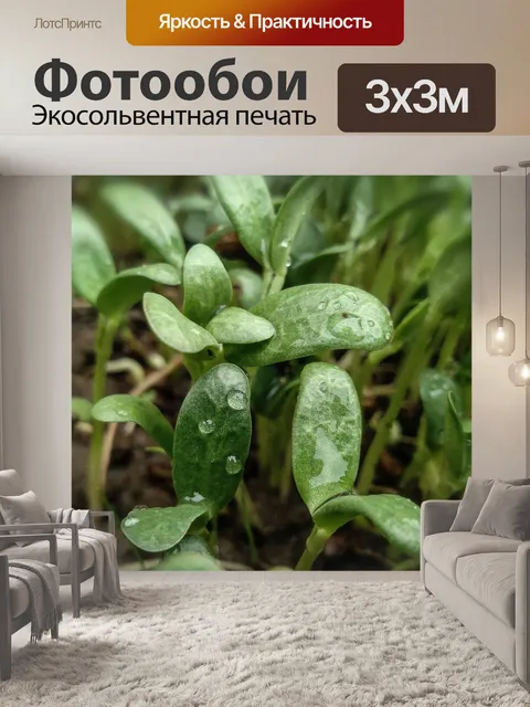Фотообои Роса