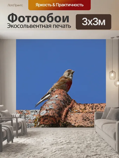 Фотообои Птица
