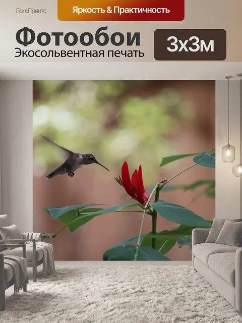 Фотообои Колибри