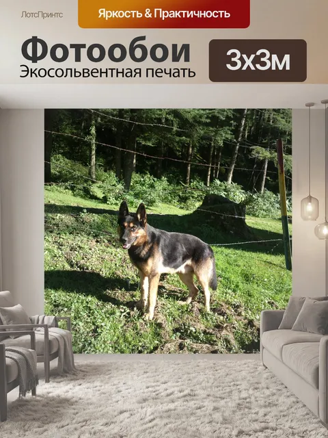 Фотообои Собака