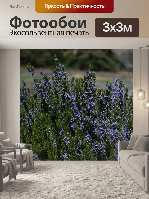 Фотообои Полноцветная лаванда