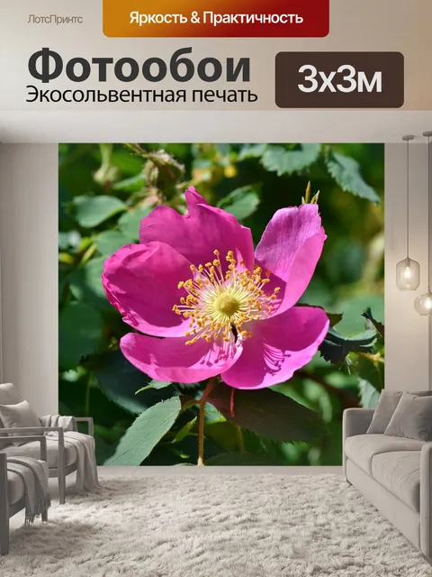 Фотообои Анемон