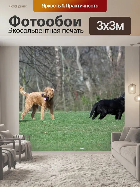 Фотообои Собаки в парке