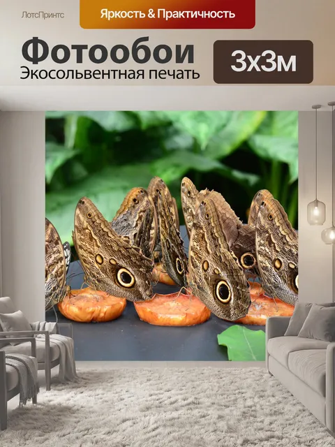 Фотообои Бабочка
