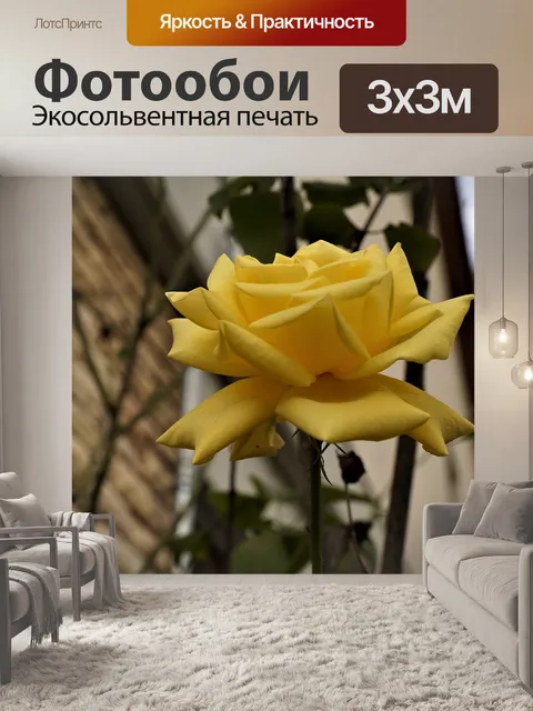 Фотообои Роза