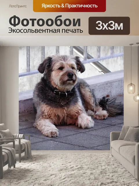 Фотообои Собака