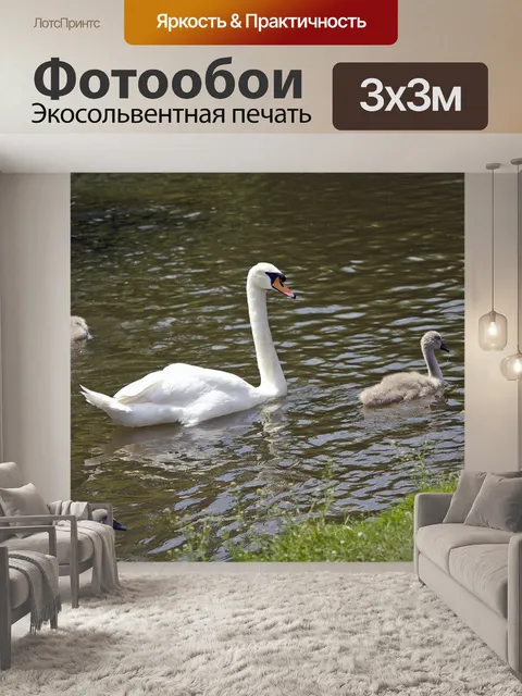 Фотообои Лебеди