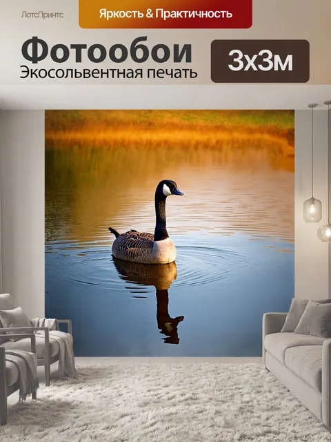 Фотообои канадский гусь выходит из воды