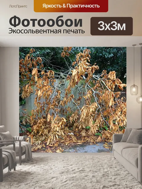 Фотообои Осень Fall Увядшие листья дерева