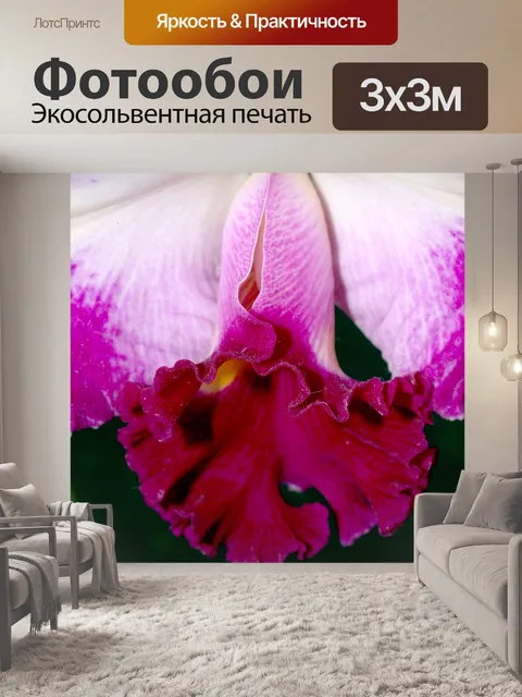 Фотообои Фото цветка орхидеи