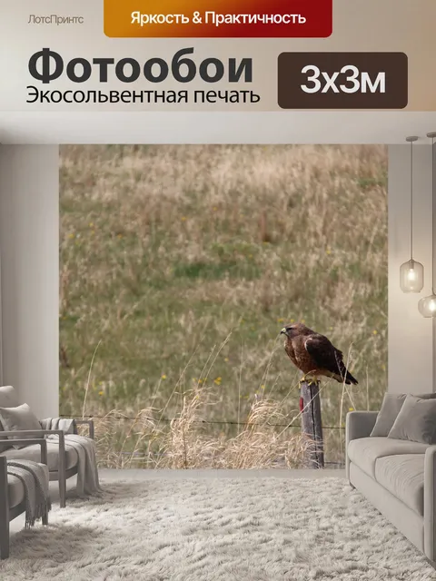 Фотообои Острый блестящий ястреб