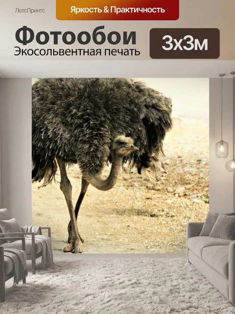 Фотообои Страусиная прогулка по дороге