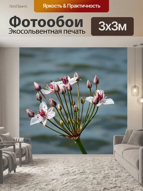 Фотообои Цветок