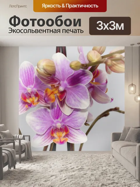 Фотообои Фаленопсис