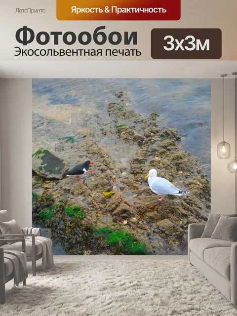 Фотообои Чайка и устрица
