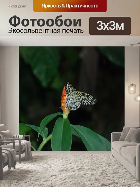 Фотообои Бабочка