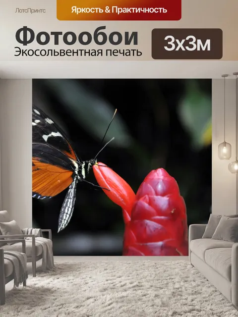 Фотообои Монарх и красный бутон