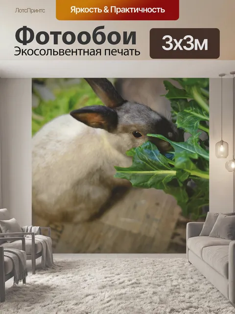 Фотообои Карликовый кролик